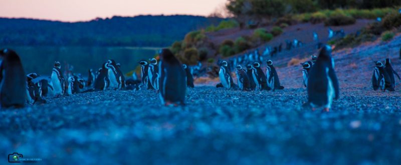Ilha dos Pinguins – Apps no Google Play
